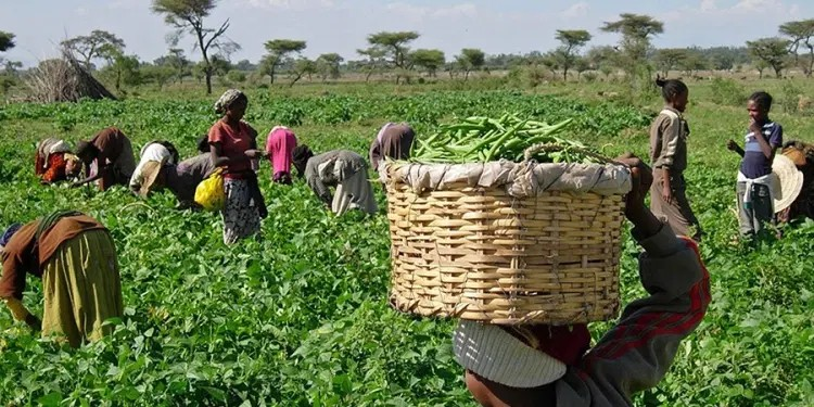 Africa Green Opportunity Index: AGESI’s New Lens for Sustainable Investment 